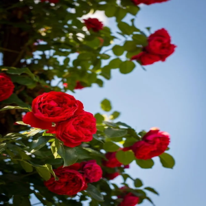 Red rose live plant| Lal gubab ka paudha| deshi Gulab |